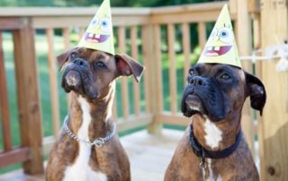 two dogs with birthday hats