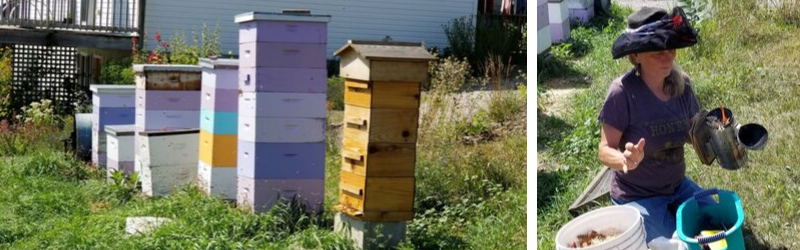 bee hives and sharon jones