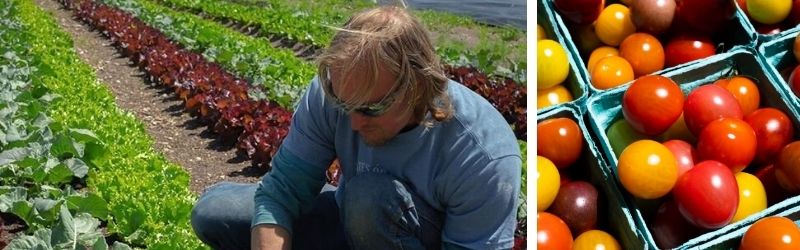 man picking vegetables and tomatoes